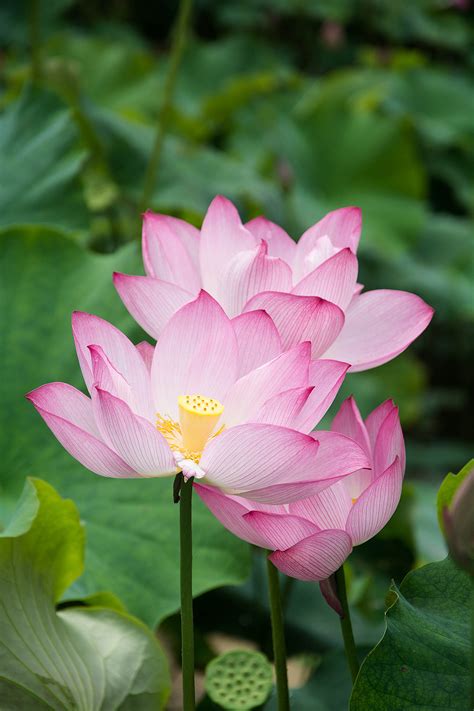 荷花圖片|荷花图片